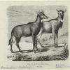 Antilopes nyl-ghau