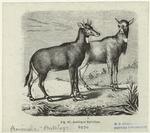 Antilopes nyl-ghau