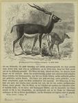Hirschziegenantilope (Antilope cervicapra)