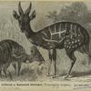 Lettered or harnessed antelopes (Tragelaphus scriptus)