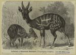 Lettered or harnessed antelopes (Tragelaphus scriptus)