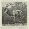 Antilope argazelle