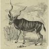 Kudu (Strepsiceros kudu)