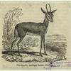 The gazelle, Antilope dorcas