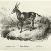 Antilope oreas