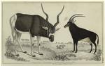 Addax antelope ; Sable antelope