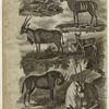 Antelope strepsicneros, striped antelope ; A. Oreas, Indian antelope ; White antelope ; Gnu ; Chevrotain ; Meminna
