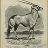 Gemsbuck, or Cape oryx (Oryx gazella)
