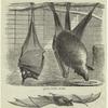 Flying foxes asleep ; The common bat