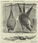 Flying foxes asleep ; The common bat