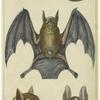 Black-faced bat ; Edible bat ; Red-footed bat ; Common vampire bat