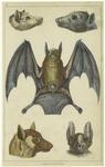Black-faced bat ; Edible bat ; Red-footed bat ; Common vampire bat