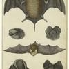 Notcheared bat ; Slender bat ; Rufous bat