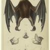 The rousette of Dussumier ; The Rousette of Keraudron ; Cephalote of Pallas ; The Molossus Bat ; The hare-lipped bat