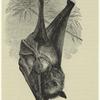 Red necked fruit-bat