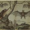 Fruit bat ; Vampire bat ; Brown bat (Europe) ; Long-eared bat ; Horseshoe bat ; Flying lemur