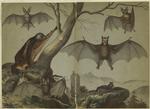 Fruit bat ; Vampire bat ; Brown bat (Europe) ; Long-eared bat ; Horseshoe bat ; Flying lemur