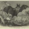 The great vampire bat