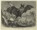 The great vampire bat
