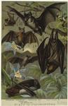 Common bat ; Vampire bat ; Common bat ; Dog headed bat ; Horseshoe bat ; Fruit eating bat