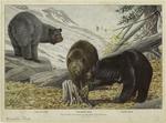 Glacier bear ; Cinnamon bear ; Black bear