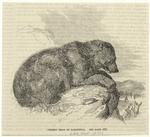 Grizzly bear of California