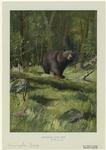 Adirondack black bear