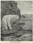 Hunting the polar bear