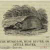 The musquash, musk beaver, or little beaver