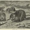 Beavers at work