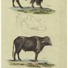 Bos bison, Lin. (the American buffalo or bison) ; Head of Bos taurus, Lin. (the common ox) ; Bos bubalus, Lin. (the buffalo)