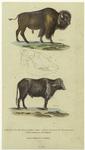Bos bison, Lin. (the American buffalo or bison) ; Head of Bos taurus, Lin. (the common ox) ; Bos bubalus, Lin. (the buffalo)