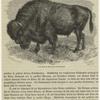 Der Bison (Bonassus americanus)