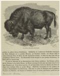 Der Bison (Bonassus americanus)