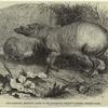 The Babirussa, recently added to the zoological society's gardens, Regent's Park