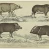 Babyronessa ; Chinese hog ; White-lipped hog ; Collared hog