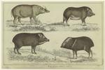 Babyronessa ; Chinese hog ; White-lipped hog ; Collared hog