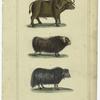 The cape buffalo ; the musk ox of America ; The grunting Cow of Tartary