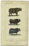 The cape buffalo ; the musk ox of America ; The grunting Cow of Tartary
