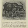 The Indian buffalo, feral race