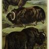 Musk ox ; Cape buffalo ; Yak