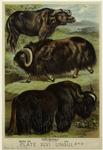 Musk ox ; Cape buffalo ; Yak