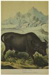 Bubalus vulgaris-Buffalo