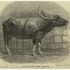 Buffalo cow, from Rangoon