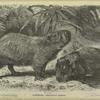 Capybara -- Hydrochoerus capybara