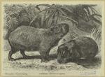 Capybara -- Hydrochoerus capybara