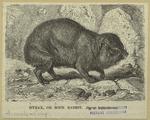 Hyrax, or rock rabbit, Hyrax habessinicus