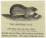 The spotted cavy