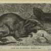 Coypu rat, or racoonda -- Myopotamus coypu