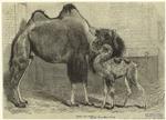 Camel and young